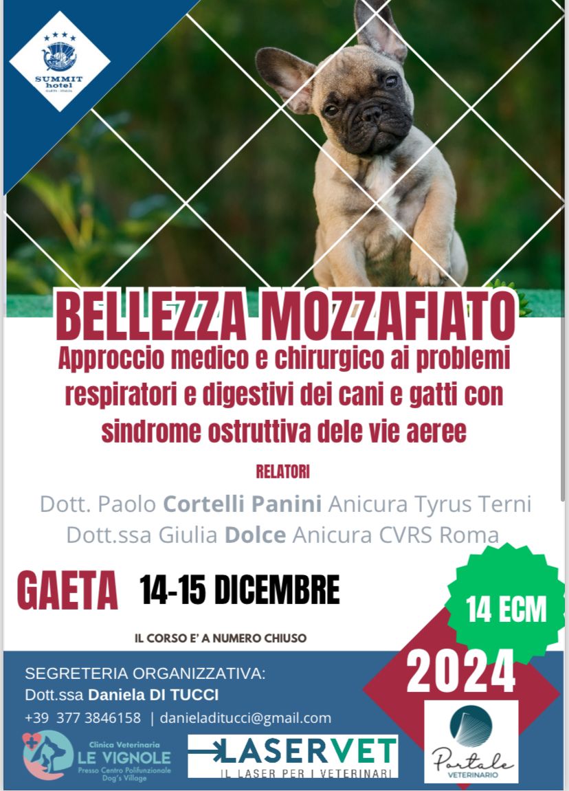 Foto che raffigura un cane di piccola taglia, molto bello, tenuto in braccia da un veterinario