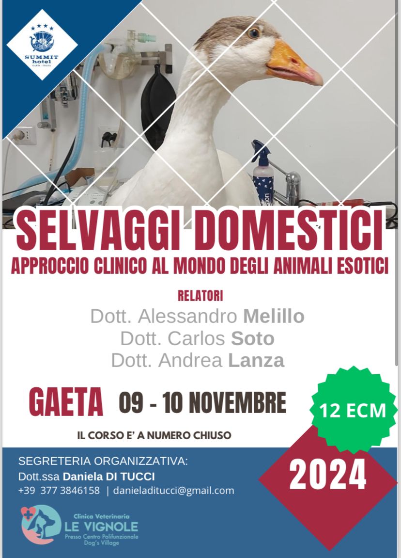 Foto 2 dottori che visitano un coniglio